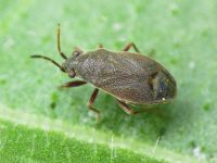 Stygnocoris rusticus