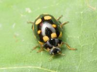 Coccinula quatuordecimpustulata