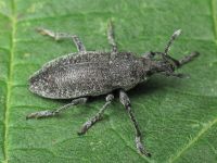 Rhabdorrhynchus karelini