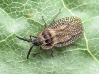 Dictyonota strichnocera