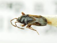 Plinthisus longicollis