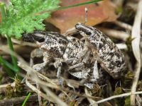 Cyphocleonus dealbatus
