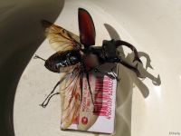 Lucanus cervus