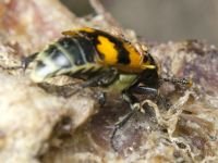 Nicrophorus vespillo