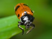 Clytra quadripunctata