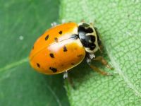 Hippodamia variegata