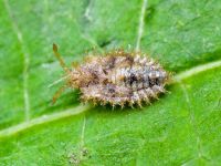 Tingis (Tropidocheila) reticulata