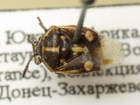 Bagrada hilaris