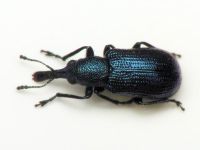 Temnocerus tomentosus