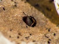 Bitoma crenata