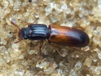 Aulonium ruficorne