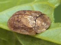 Hypocassida