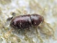 Sulcacis nitidus