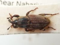 Sphenophorus meridionalis
