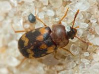 Mycetophagus piceus