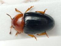 Triplax rufipes