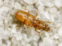 Monotoma quadrifoveolata