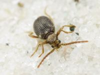 Ptinus rufipes