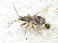 Scolopostethus