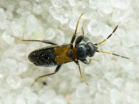 Ischnocoris hemipterus