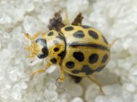 Tytthaspis sedecimpunctata