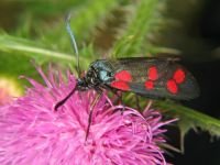 Zygaena filipendulae
