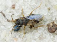 Scolopostethus