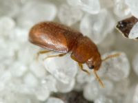 Pentaphyllus testaceus