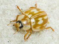 Myzia oblongoguttata
