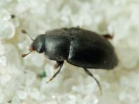 Nitidulidae