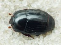Eblisia minor