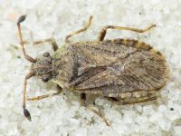 Bathysolen nubilus