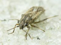 Ortholomus punctipennis