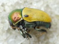 Cryptocephalus (Cryptocephalus) laetus