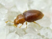 Mycetaea subterranea