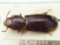 Tenebroides mauritanicus