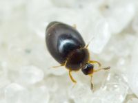 Orthoperus