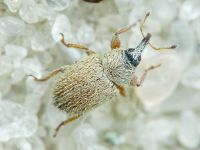 Mecinus ictericus