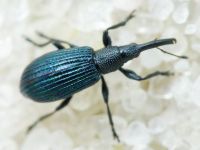 Stenopterapion (Stenopterapion) meliloti