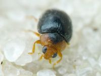 Scymnus rubromaculatus
