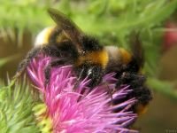 Bombus hortorum