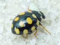 Coccinula quatuordecimpustulata