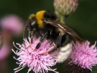 Bombus hortorum
