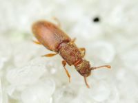 Monotoma quadrifoveolata