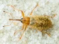 Dorytomus longimanus