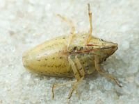 Aelia acuminata