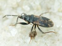 Taphropeltus contractus