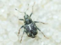 Curculionidae