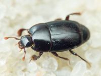 Platylomalus complanatus
