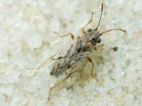 Nysius ericae